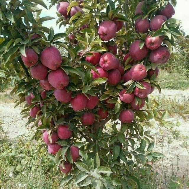 Mevali koʻchatlar pakana va yarim pakana 100%  ishonchli
