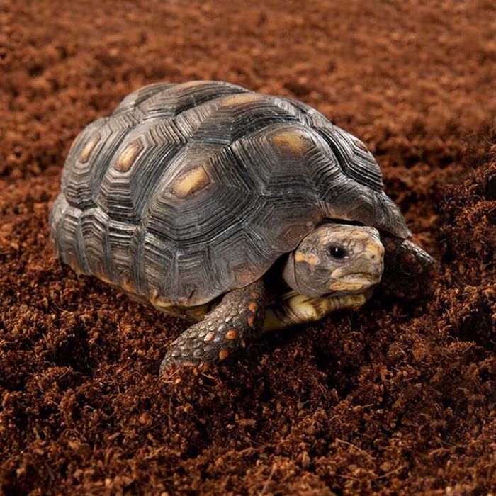 Substrat Grindal 10 Litri