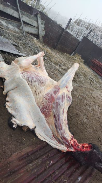 Продам жиликтеме конина 5 летняя кобыла