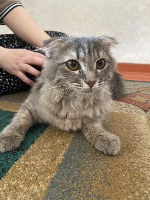 мысық, таза, қолға үйретілген