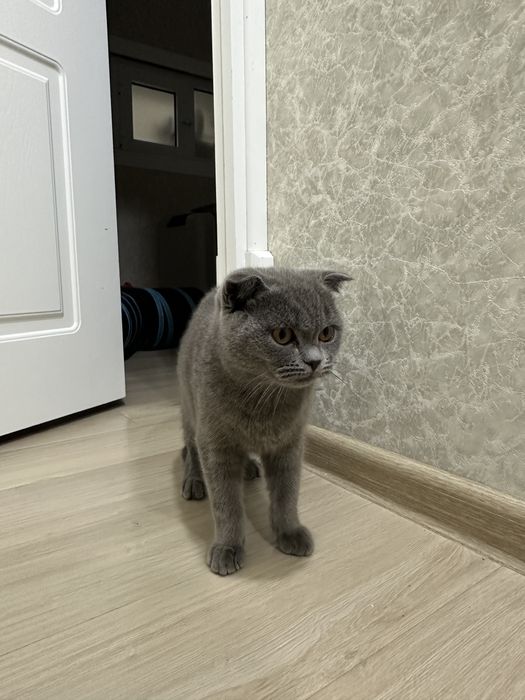 Кот, 6 месяцев, скоттиш фолд. Мальчик.