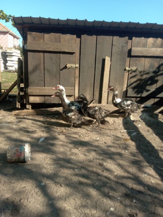 Rățoi muți de vânzare