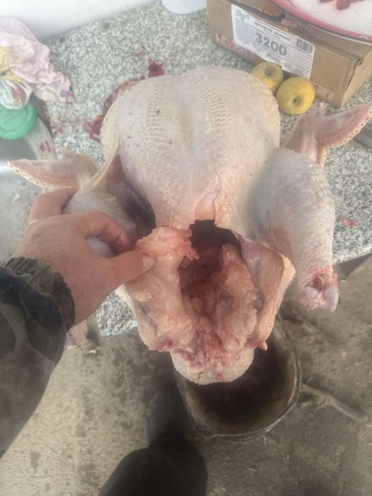 Үндік сатылады 2500теңге килосы сойбта береміз 3500т килосы семіз