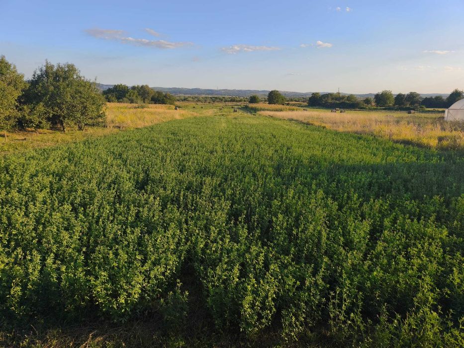 Casă spațioasă cu teren de 2159 mp de vânzare în Urvind