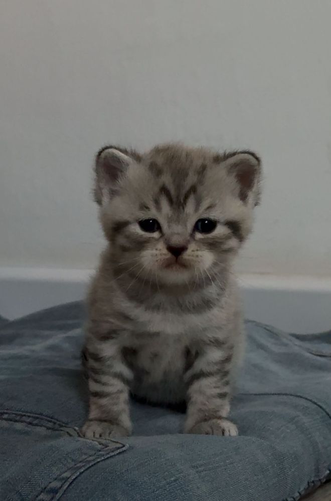 Продам шотландских котят