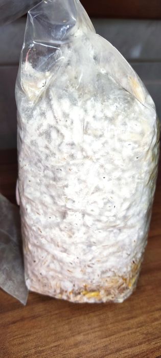 Vând miceliu lichid și pe grâu Pleurotus