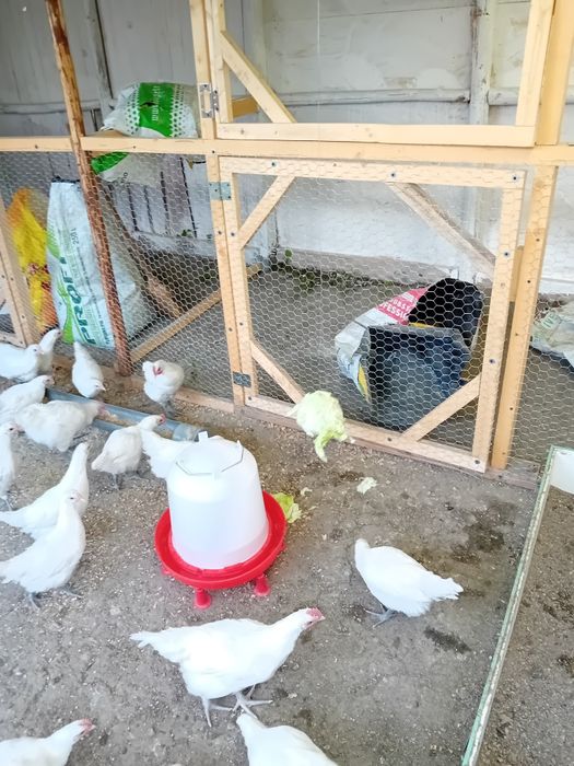 Gaini și cocoși La Bresse din 26 martie