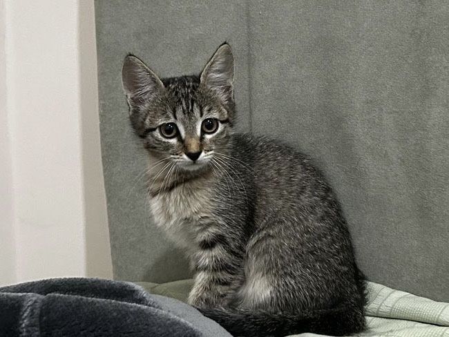 Отдам в добрые руки маленькую кошечку (2 месяца)