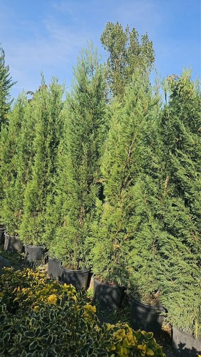 Leylandii tuia pin mestecan tei