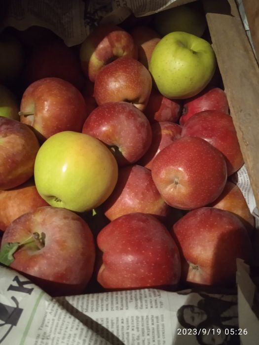 Продам яблаки сладкие и вкусные цена кело 50х