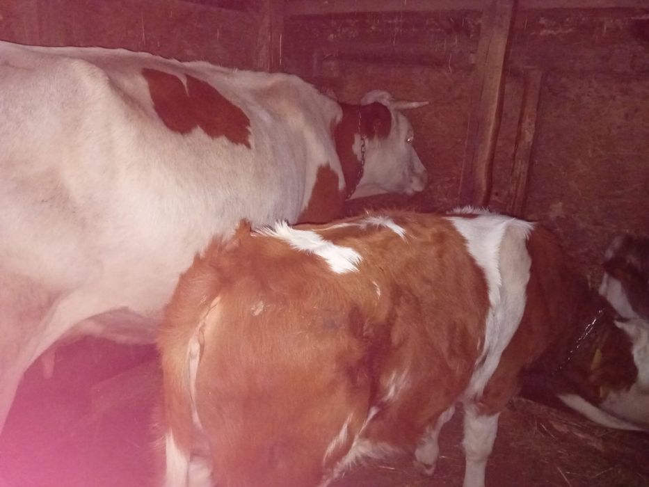 Vaca cu vitel/ vitea