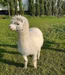 Vând alpaca mature