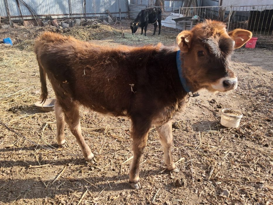 Корова с телёнком спокойнная 5-литров молока