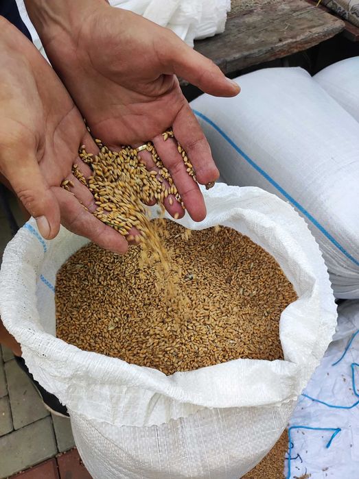 Grâu producție 2025