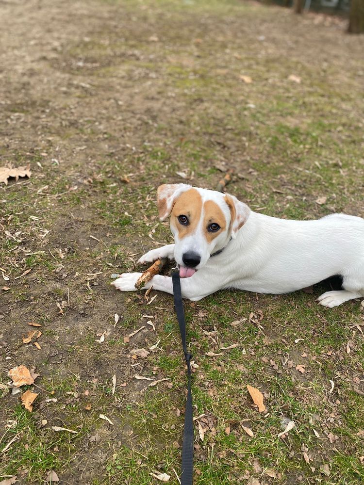 Pet sitter/ cazare căței