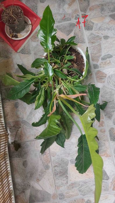 цветя различни видове