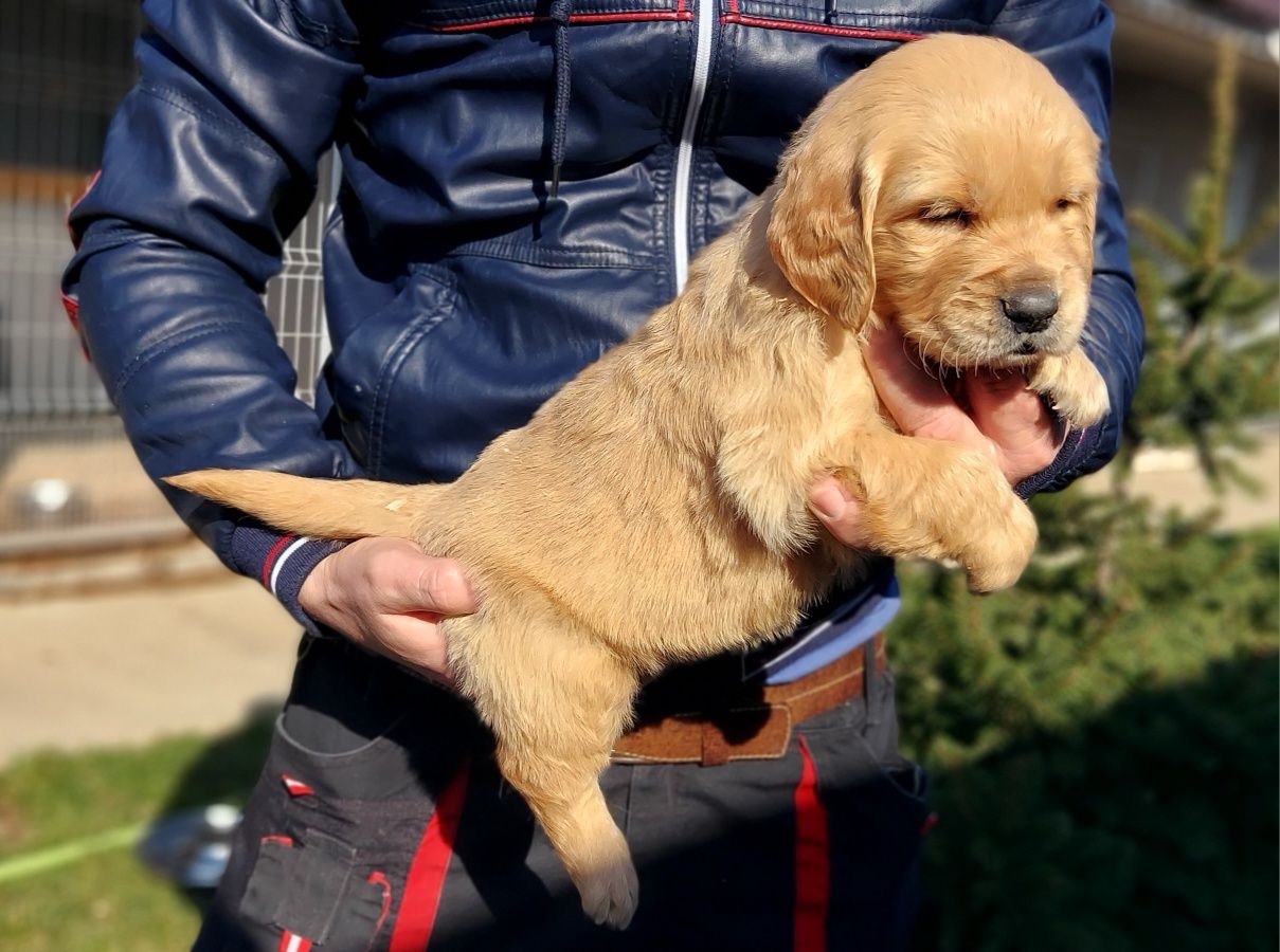 Golden Retriever crem cu certificat tip A