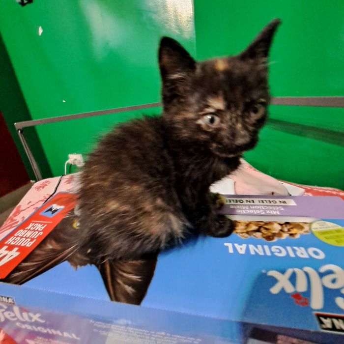 Adoptie pui de pisica negru Nefertiti si Fernando