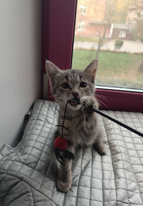 САНДРА -  котенок 1,5 мес.