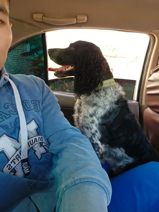 Спаниель для вязки