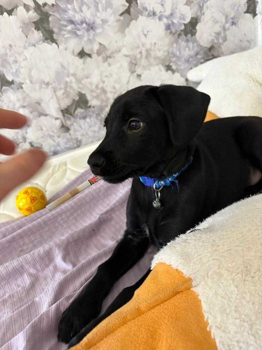 Найден щенок. Ищем ему дом! Срочно!