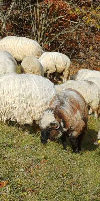 Vând 3 miele din oi bune