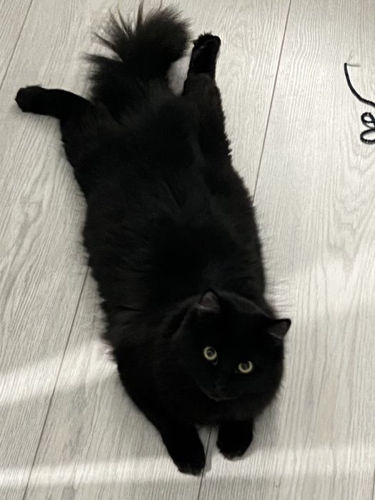 Кошка породы турецкая ангора