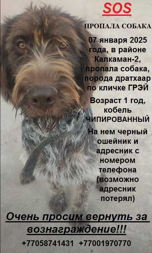 Пропала собака!1