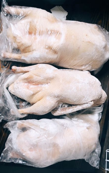 Гуси домашние из Петропавловска.