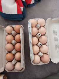 Vând ouă pentru consum