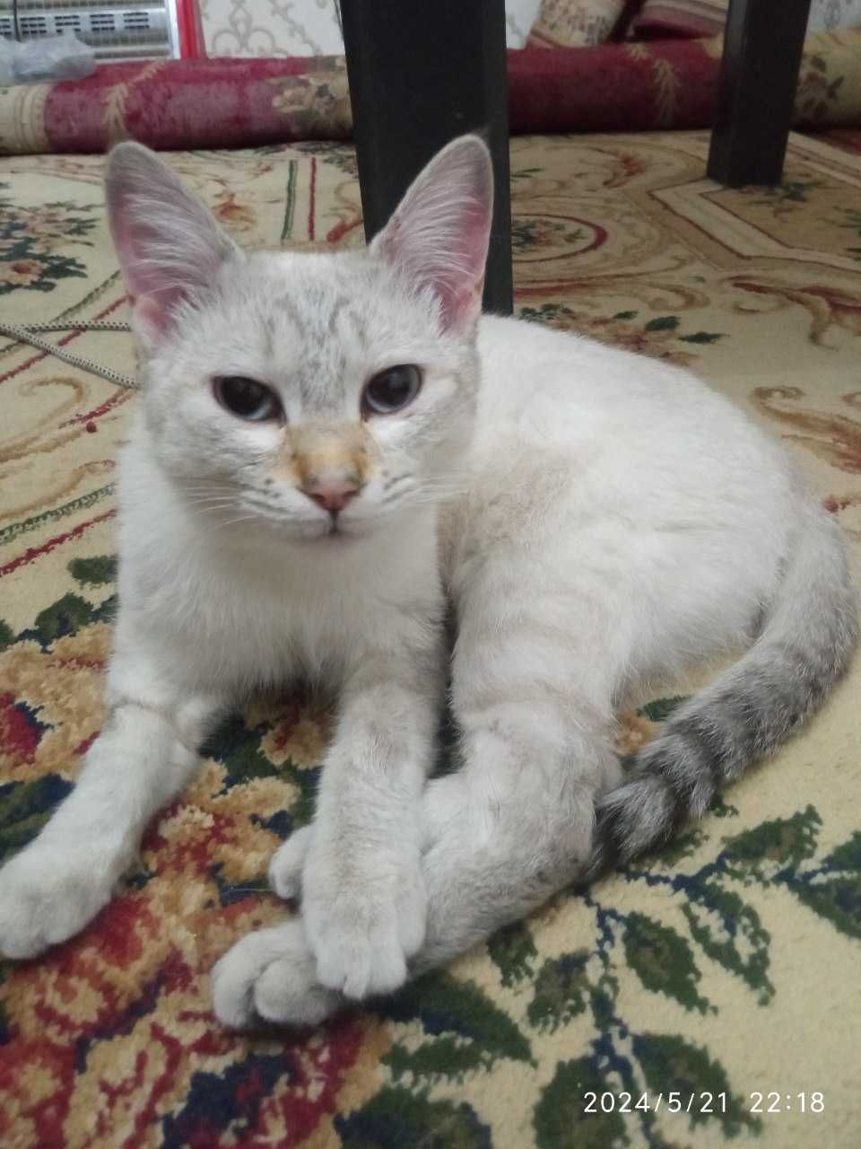 Турецкая ангора  кошка