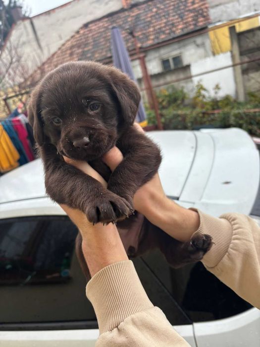 pui labrador cauta casuta