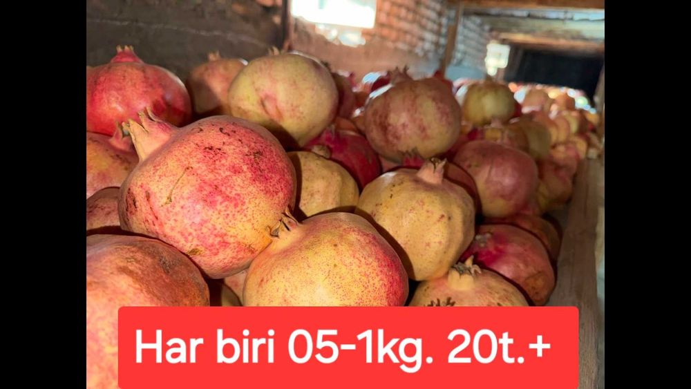 Anor "tuya tish" navli.