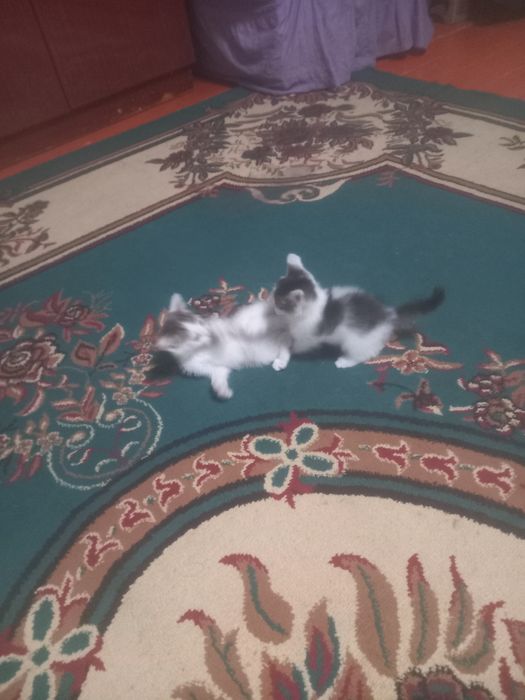 Котята мальчики озорливые