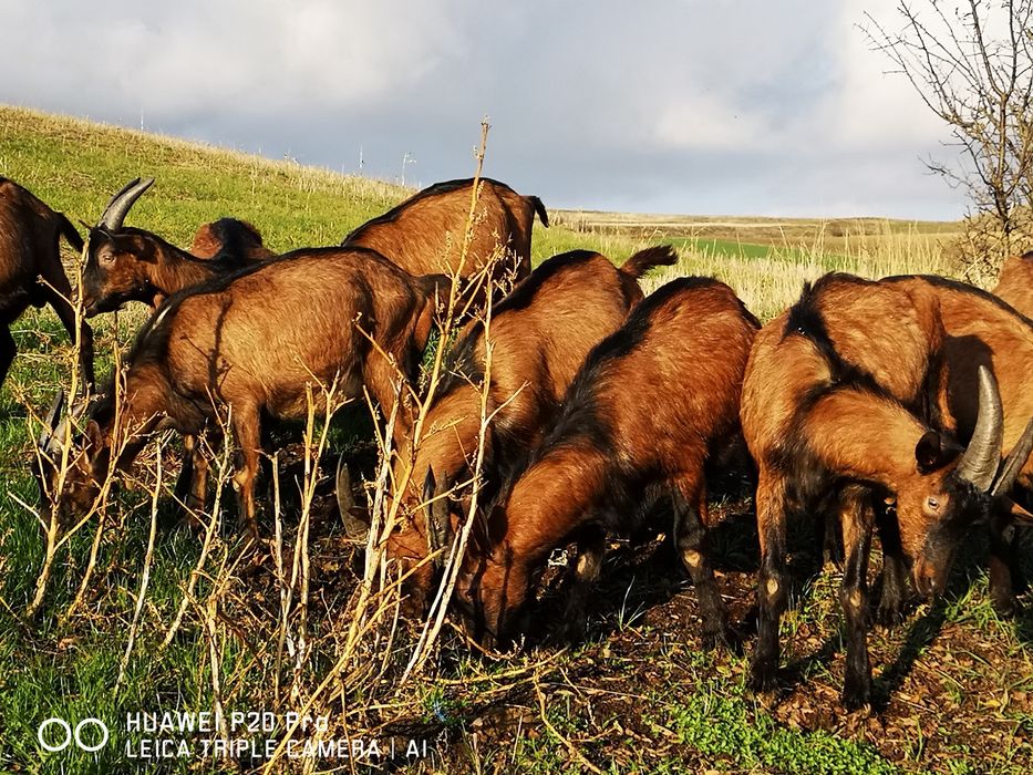 Tapisori Alpin Francez