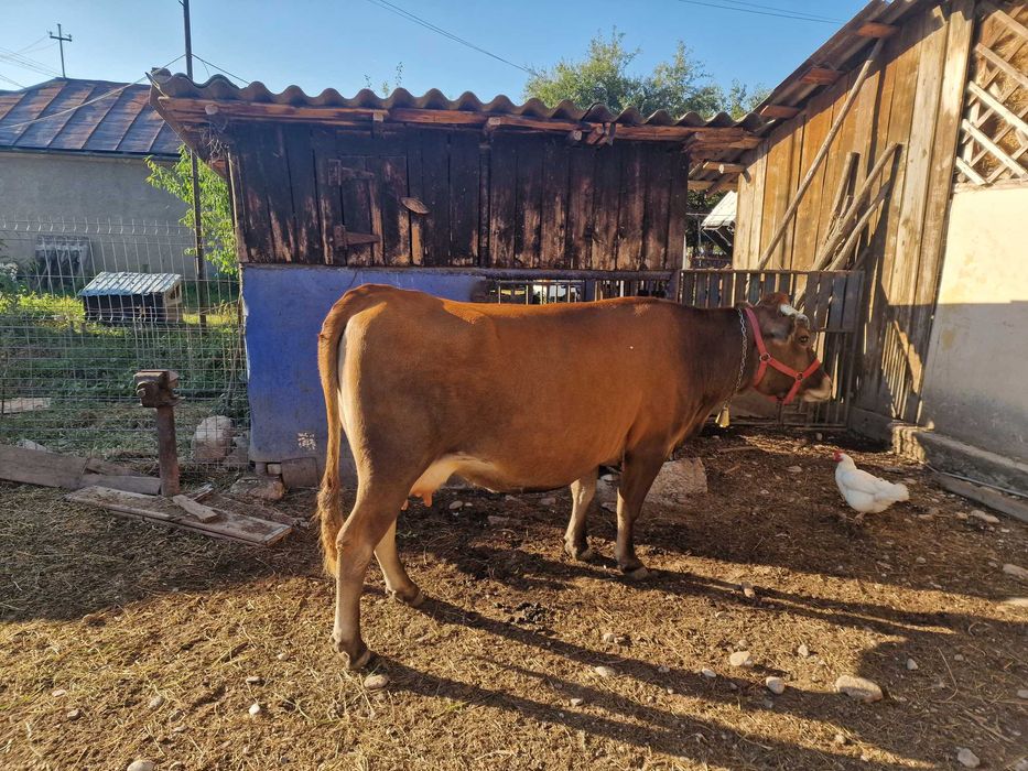 Vand vaca pentru sacrificat sau prasila