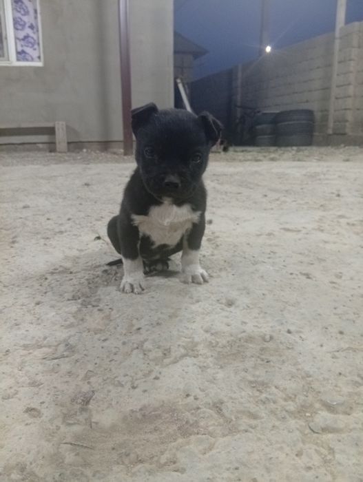 1ай енді болады күшік еркек пидбул  Шымкент тассай