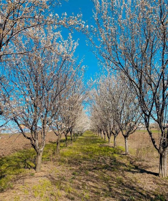 Teren intravilan, 7000 mp, deschidere 32 ml, Bratasanca - Ungureni