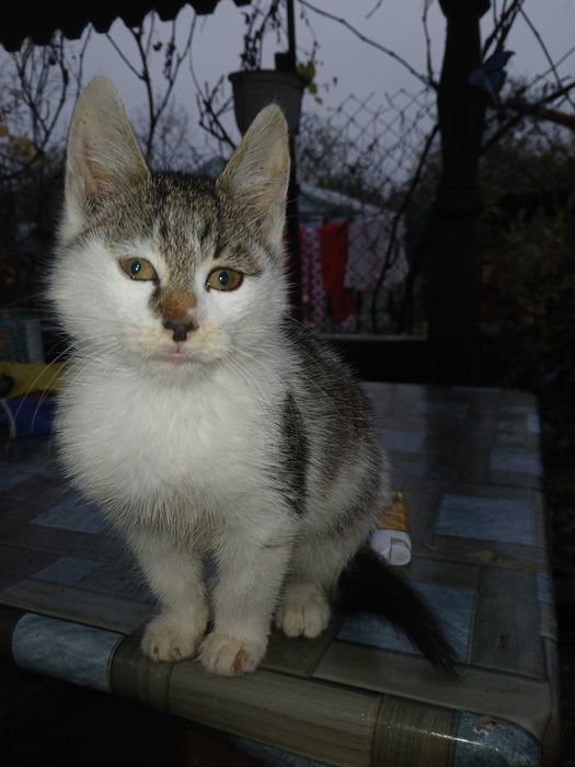 Donez pisici mici si dragute.