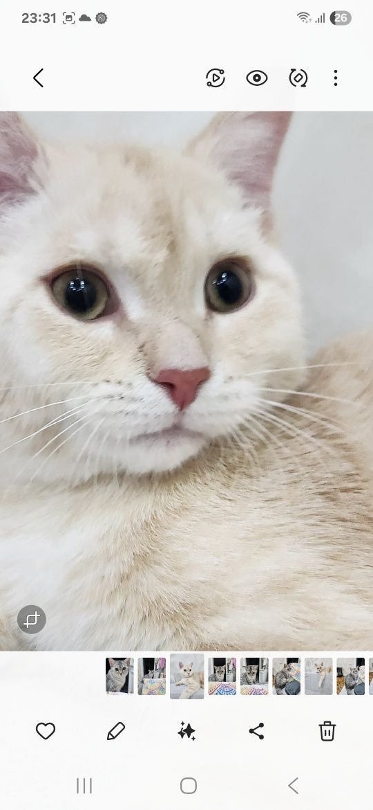 Котёнок скотиш страйт мальчик лилового окраса