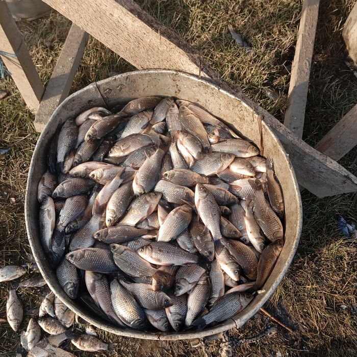 Vand puiet caras viu