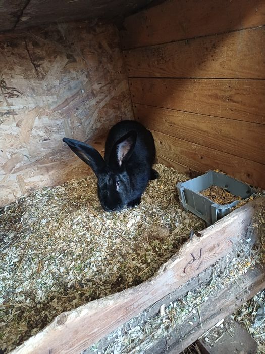 Vand femele urias pestri german