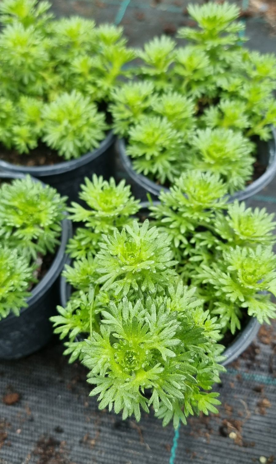 Саксифрага Бяла и Червена 
Saxifraga x arendsii pixi pan red.