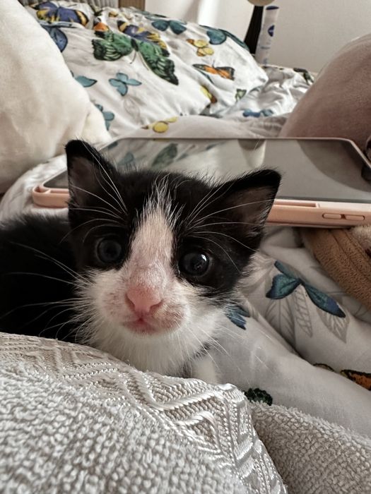Pisoi adoptie pisica pui