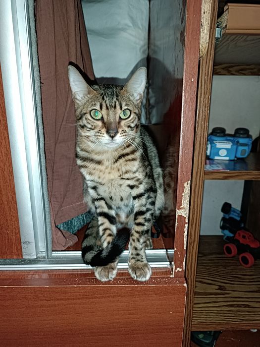 Продается кошка Бенгальская