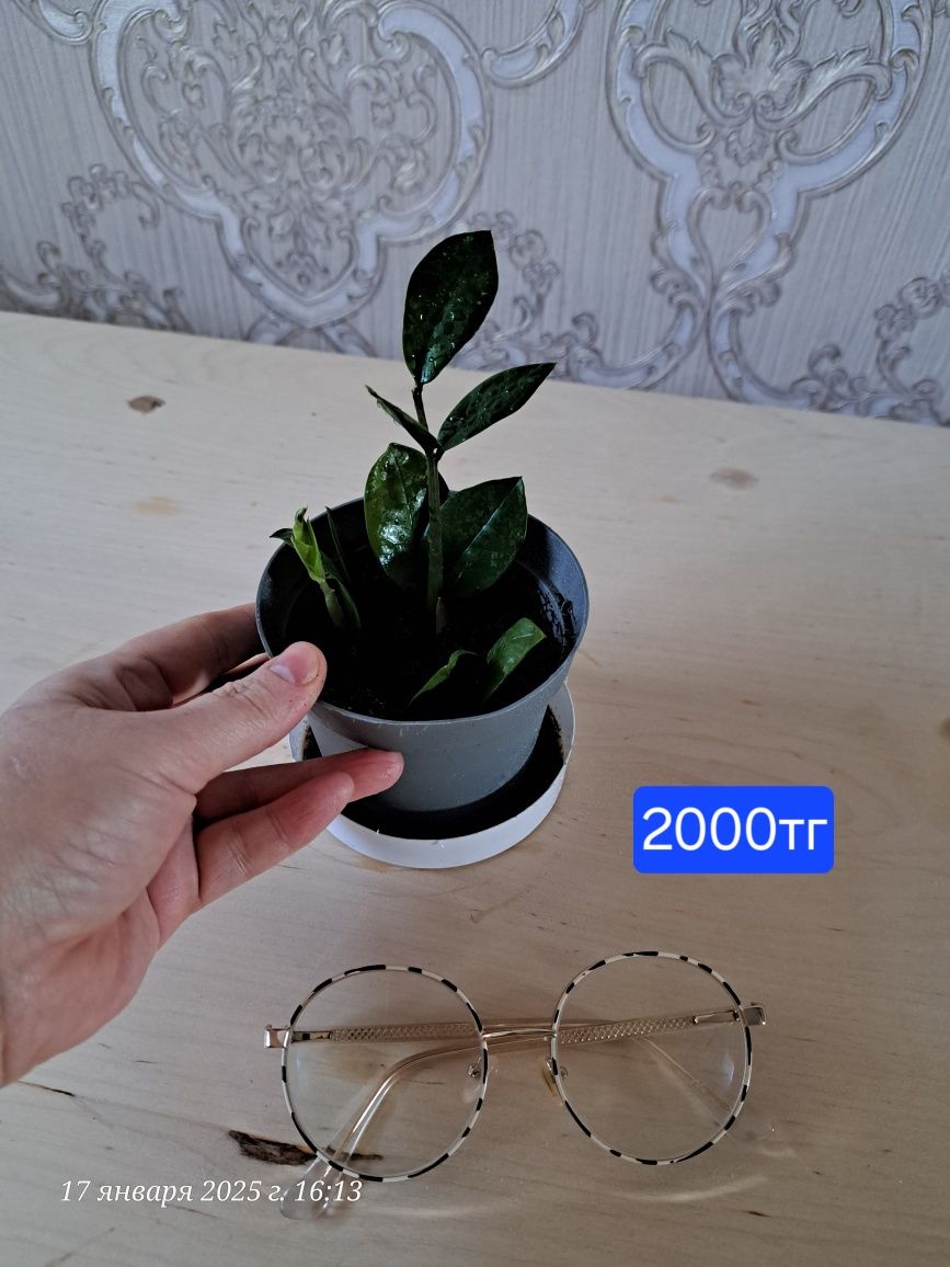 Продам Долларовый/Замиокулькас