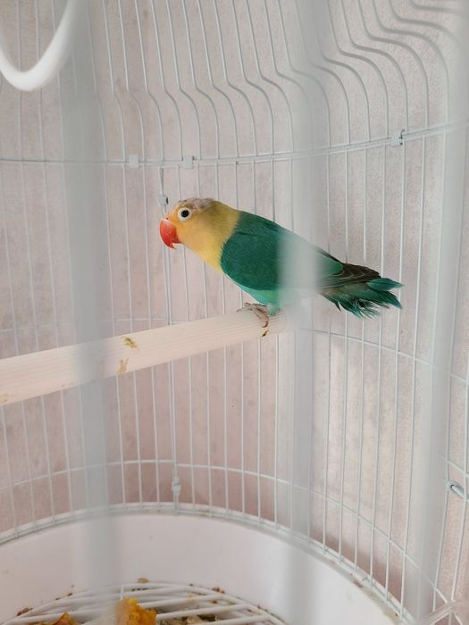 Папугай неразлучник 10 мес