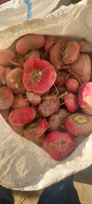 Qizil sholĝom shirin