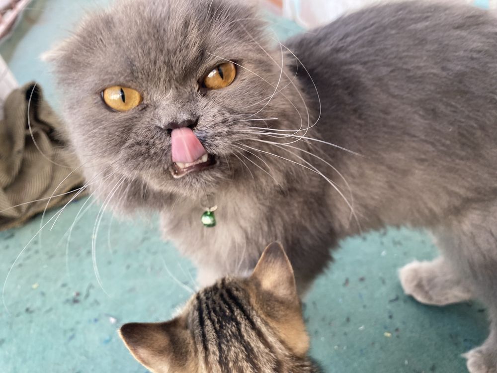Mushuk scottish fold arzon