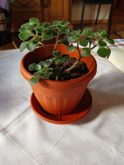 Цвете за дома,нарича се цвете на парите